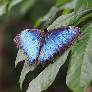 Old Morpho peleides, 2023-10-07