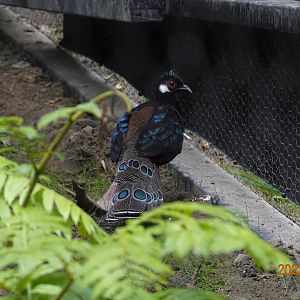 Palawan Peacock-pheasant (Polyplectron napoleonis)