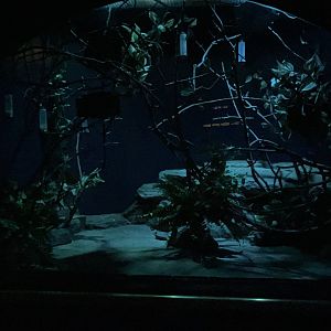 Mouse House - Feathertail Glider Exhibit