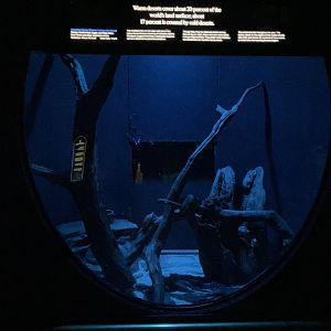 Mouse House - Egyptian Spiny Mouse Exhibit