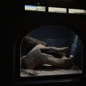 Mouse House - Desert Jerboa Exhibit