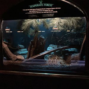 Mouse House - Kusu Rat Exhibit