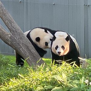 Mei Xiang and Xiao Qi Ji