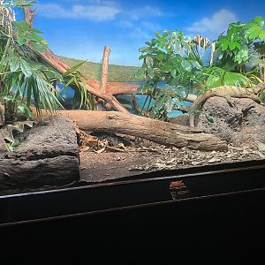 World of Reptiles - Gray’s Monitor Exhibit