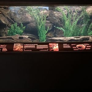 World of Reptiles - Eastern Hellbender Tank
