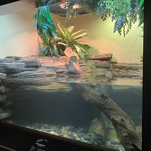 World of Reptiles - Dwarf Crocodile Exhibit