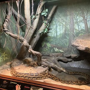World of Reptiles - Burmese Python Exhibit