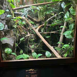 World of Reptiles - Giant Vine Snake Terrarium