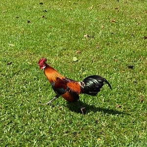 Red Junglefowl