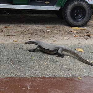 Water monitor, Sungei Buloh Wetlands Reserve