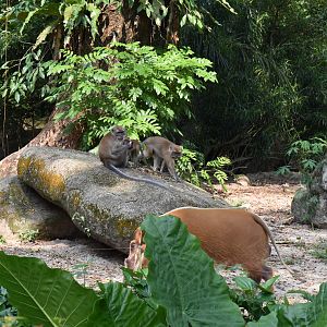 Red River Hogs and Wild Crab Eating Macaques