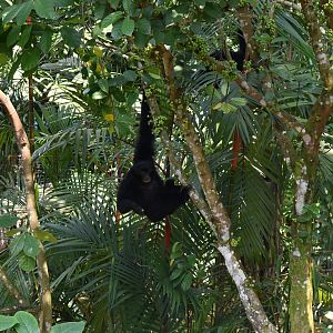 Siamangs, Treetops Trail