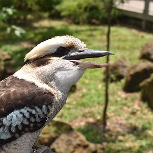 Laughing Kookaburra, Australian Outback