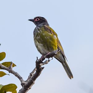 Australasian Figbird