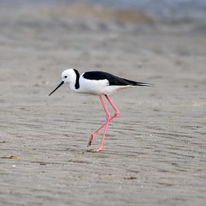 Pied Stilt
