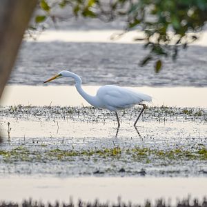 Great Egret