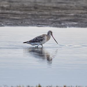 Bar-tailed Godwit