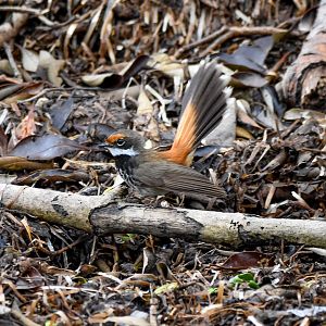 Rufous Fantail