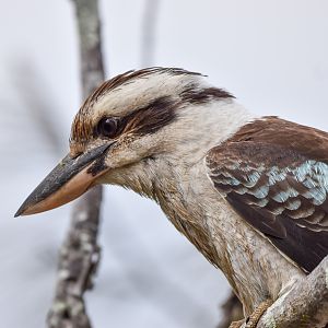 Laughing Kookaburra