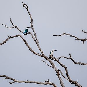 Torresian Kingfishers