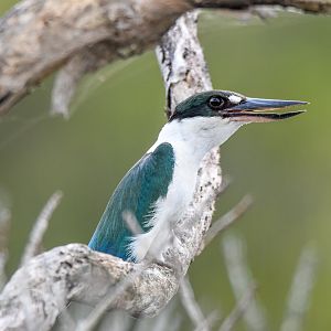 Torresian Kingfisher