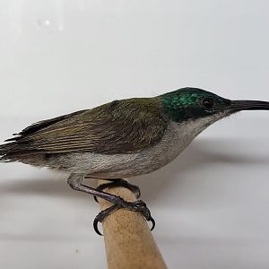 Green-headed sunbird - female