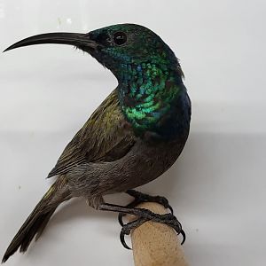 Green-headed sunbird - male
