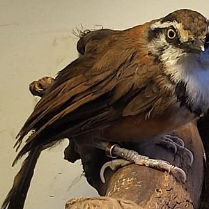 Lesser necklaced laughing-thrush