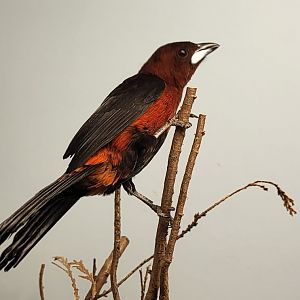 Crimson-backed tanager