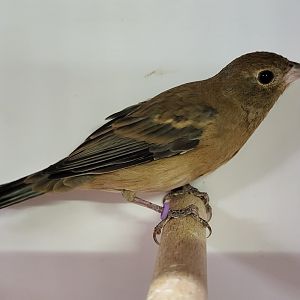 Lazuli bunting -female