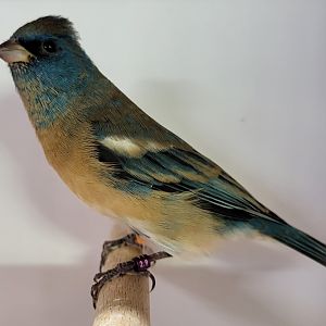 Lazuli bunting - male