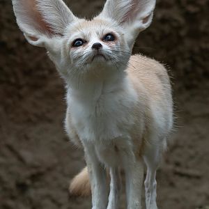 Fennec fox (Vulpes zerda)