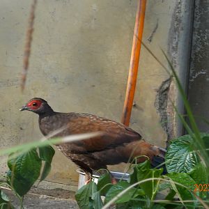 Vietnam Pheasant (Lophura edwardsi)
