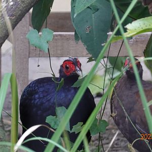 Vietnam Pheasant (Lophura edwardsi)