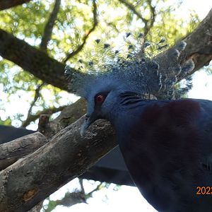 Victoria Crowned Pigeon (Goura victoria)