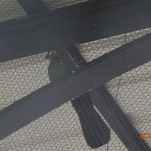 Green Turaco (Tauraco persa buffoni)