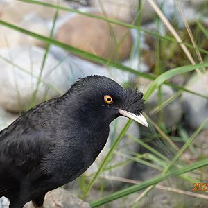 Crested Myna (Acridotheres cristatellus formosanus)