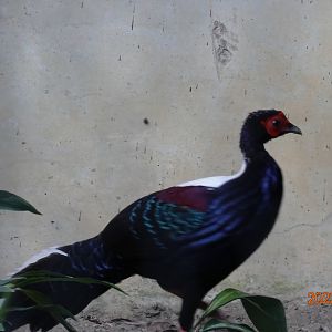 Swinhoe's Pheasant (Lophura swinhoii)