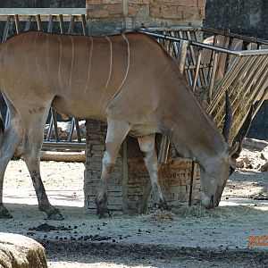 Common Eland (Tragelaphus oryx)