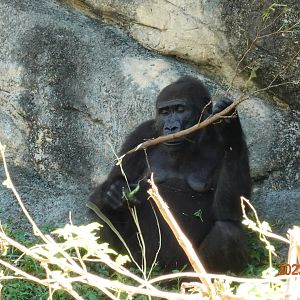 Western Lowland Gorilla (Gorilla gorilla gorilla)