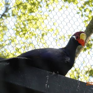 Violet Turaco (Tauraco violaceus)