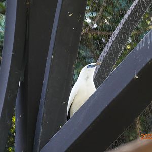 Bali Myna (Leucopsar rothschildi)