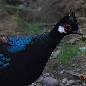 Palawan Peacock-pheasant (Polyplectron napoleonis)