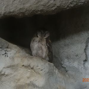 Taiwan Collared Scops-owl (Otus lettia glabripes)