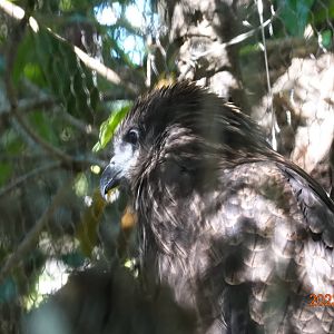 Taiwan Black Kite (Milvus migrans formosanus)