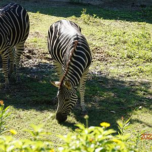 Chapman's Zebra (Equus quagga chapmani)