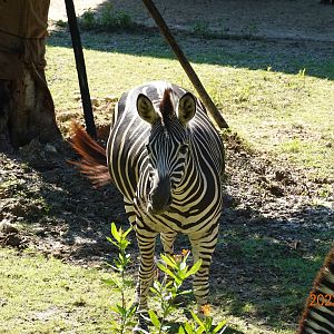 Chapman's Zebra (Equus quagga chapmani)