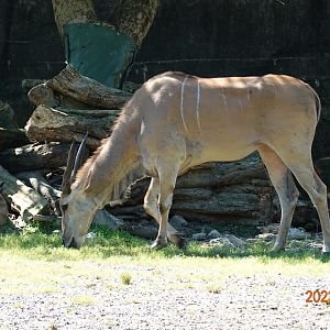 Common Eland (Taurotragus oryx)
