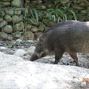 Taiwan Wild Boar (Sus scrofa taivanus)