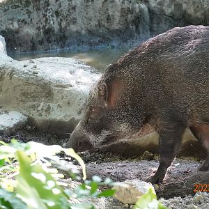 Taiwan Wild Boar (Sus scrofa taivanus)
